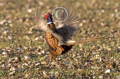 Crowing Pheasant